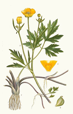 Illustration av revsmörblommas olika växtdelar.