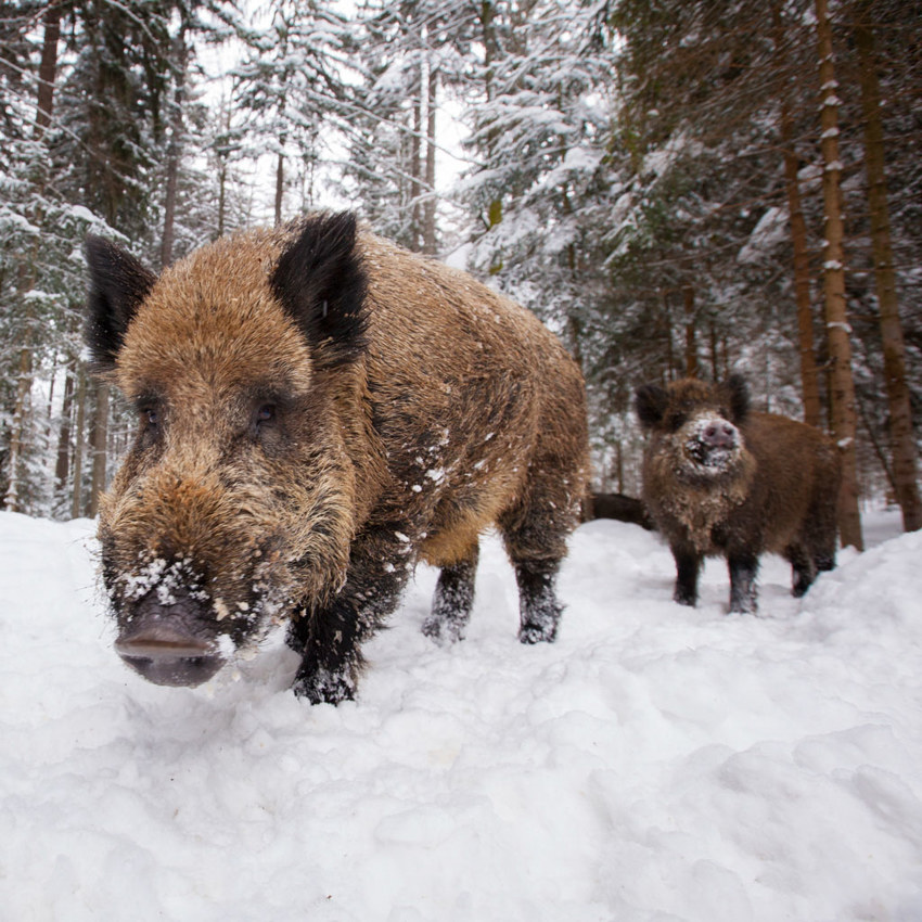 Wild boars