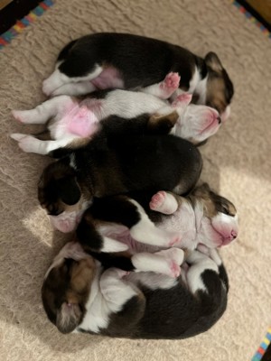 Fem små valpar ligger tätt intill varandra.