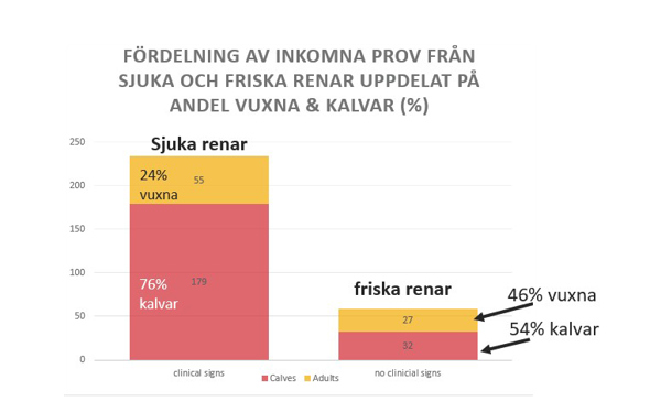 Diagram som visar inkomna prov från sjuka och friska renar uppdelat i procent på andel vuxna och kalvar.