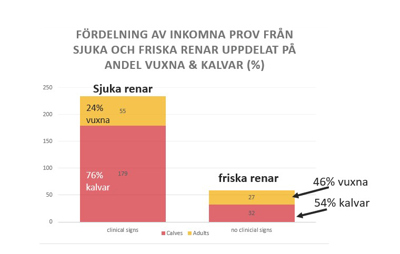 Diagram som visar inkomna prov från sjuka och friska renar uppdelat i procent på andel vuxna och kalvar.
