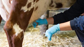 Ett mjölkprov tas från en ko
