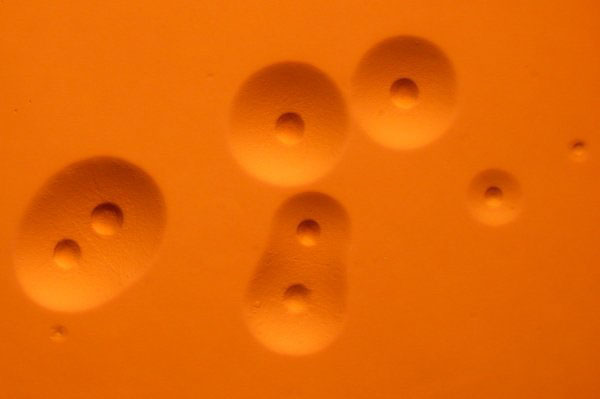 Bakterien Mycoplasma bovis, som i mikroskop ser ut som små stekta ägg och här gestaltar sig som avtryck i en orange massa.