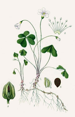 Illustration av harsyras olika växtdelar.