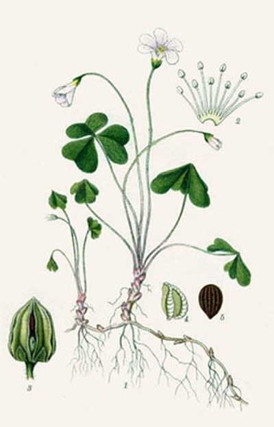 Illustration av harsyras olika växtdelar.