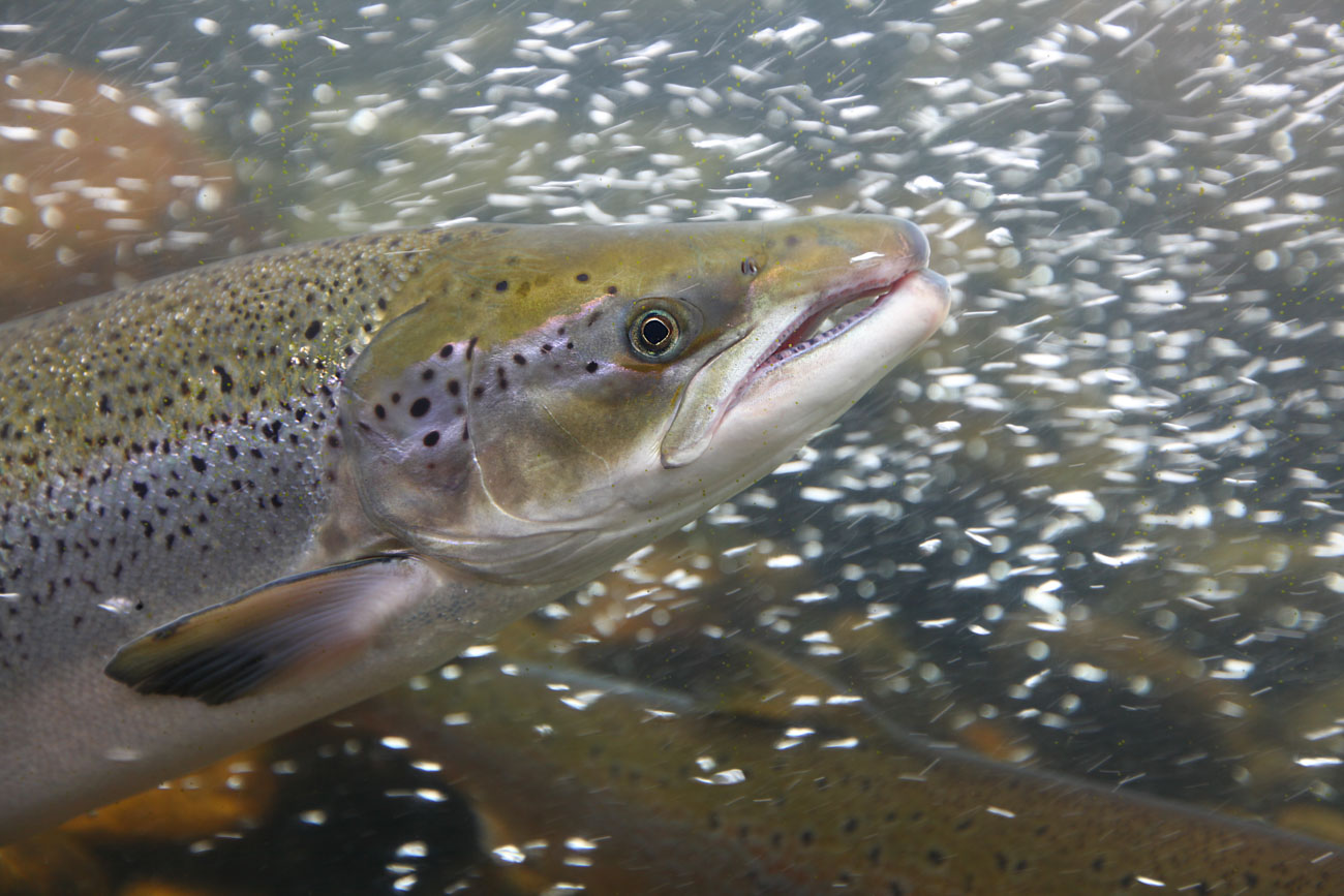 Närbild av laxfisk i vatten.