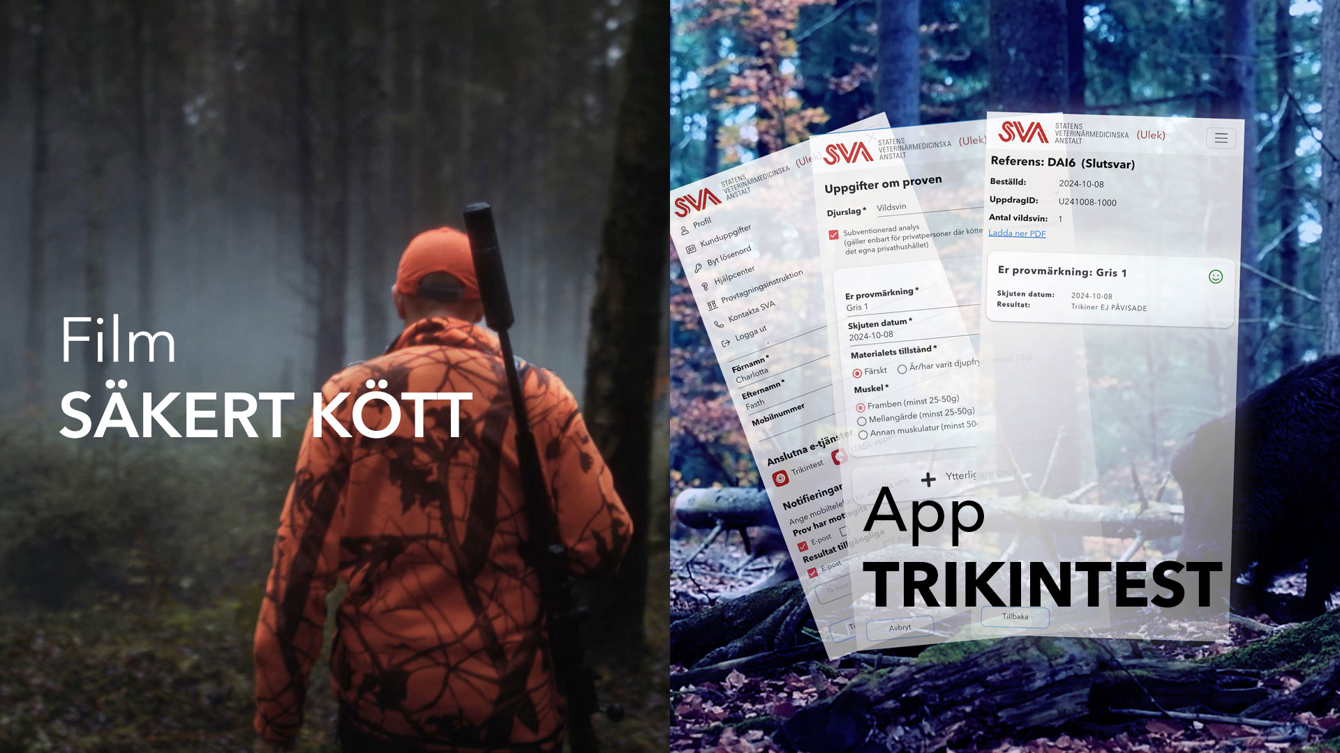 Två bilder. Till vänster med en jägare i skog från filmen Säkert kött. Till höger en bild med vildsvin och skärmar från appen Trikintest.