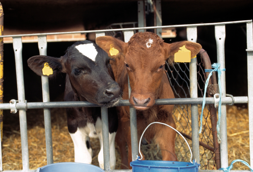 En svartvit och en rödvit kalv står tätt tillsammans i en kalvbox i ett stall med halm på golvet.