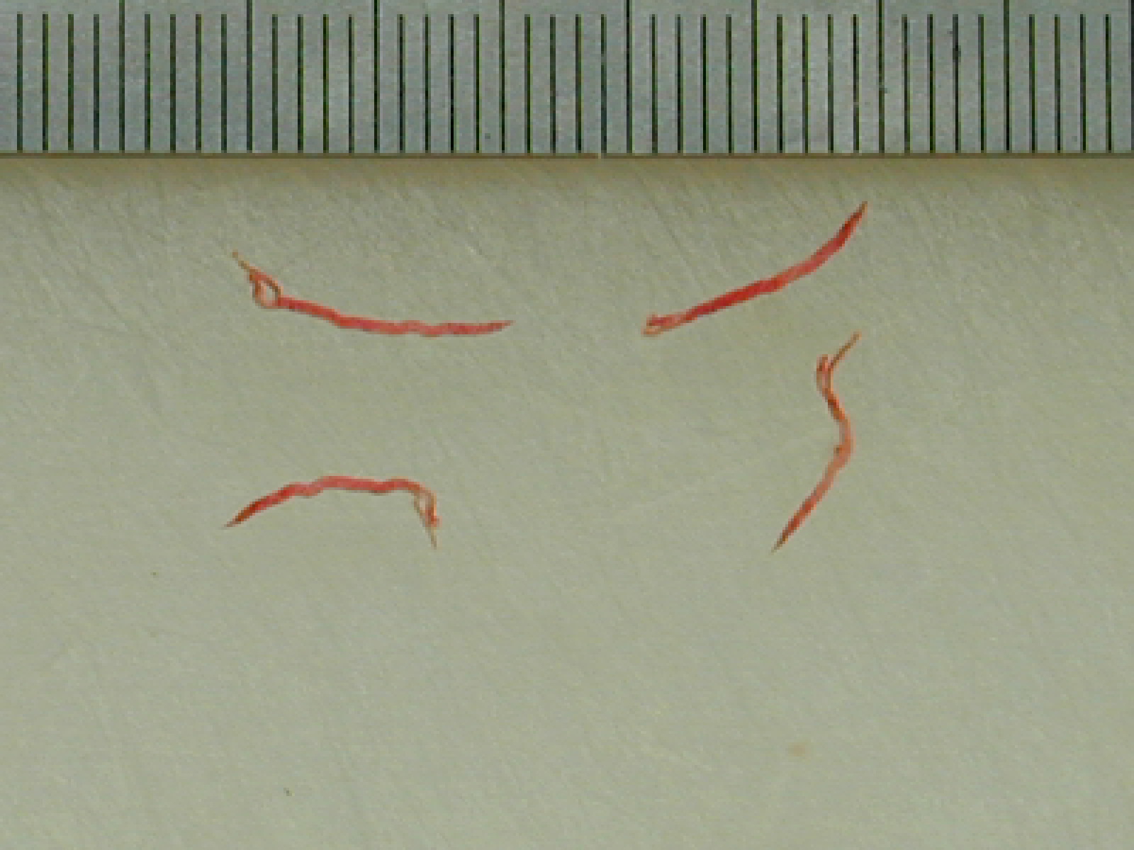 Gapmaskar (Syngamus trachea). Fyra rödorangea maskar mot en beige bakgrund.