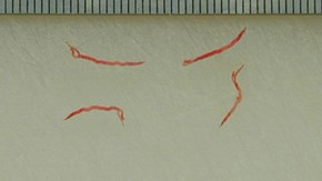 Gapmaskar (Syngamus trachea).