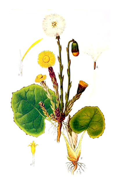 Illustration av hästhovs olika växtdelar.