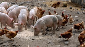 Även friska grisar kan bära på rödsjukebakterier och misstänks därmed vara en smittkälla för fjäderfä