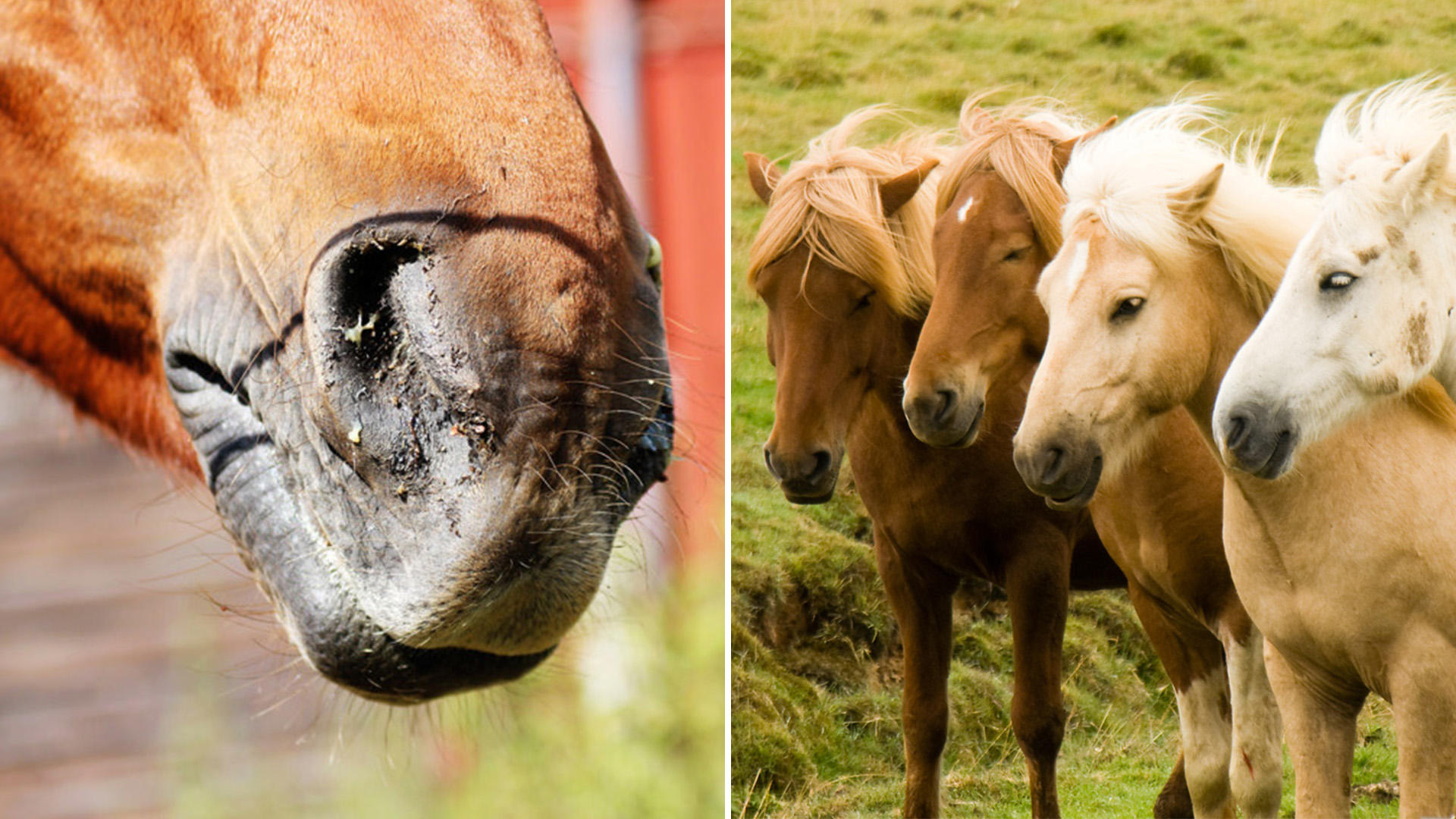 Till vänster: Hästnos i fokus, med kvarkaböld och näsflöde. Till vänster: en flock med islandshästar, fyra stycken.