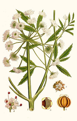 Illustration av sprängörts olika växtdelar.