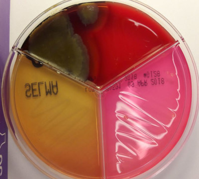 Bakterien Bacillus species på en agarplatta.