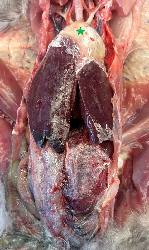 Obduktionsbild som visar hur en fågels inre organ påverkats av visceral gikt.