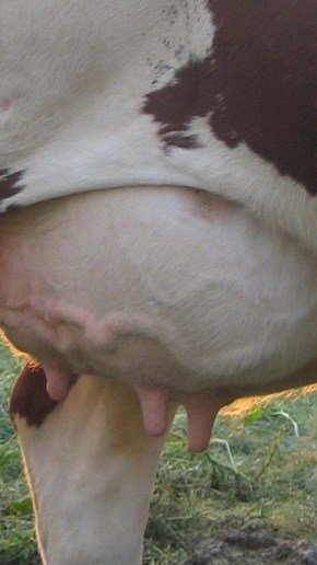 Juvret kan härbärgera bakterier som kan överföras till mjölken. Både vid juverinfektion och vid ohygienisk mjölkning.