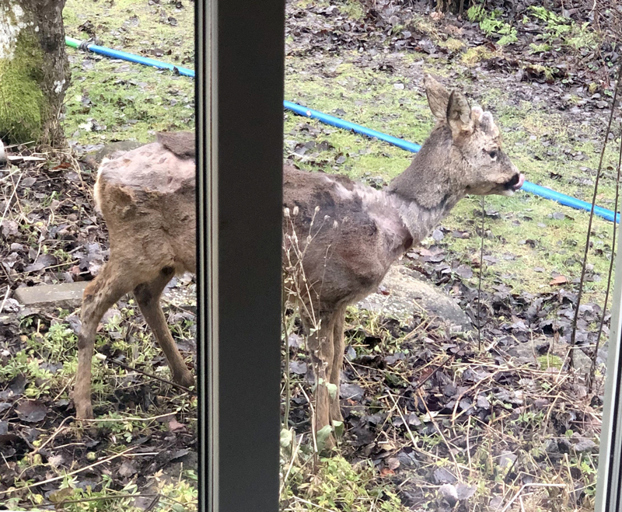 Ett rådjur med stora fläckar utan päls, fotat ute i en trädgård genom ett fönster.
