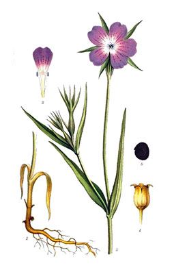 Illustration av klätts olika växtdelar.