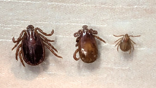Haemaphysalis punctata - hona -hane - nymf