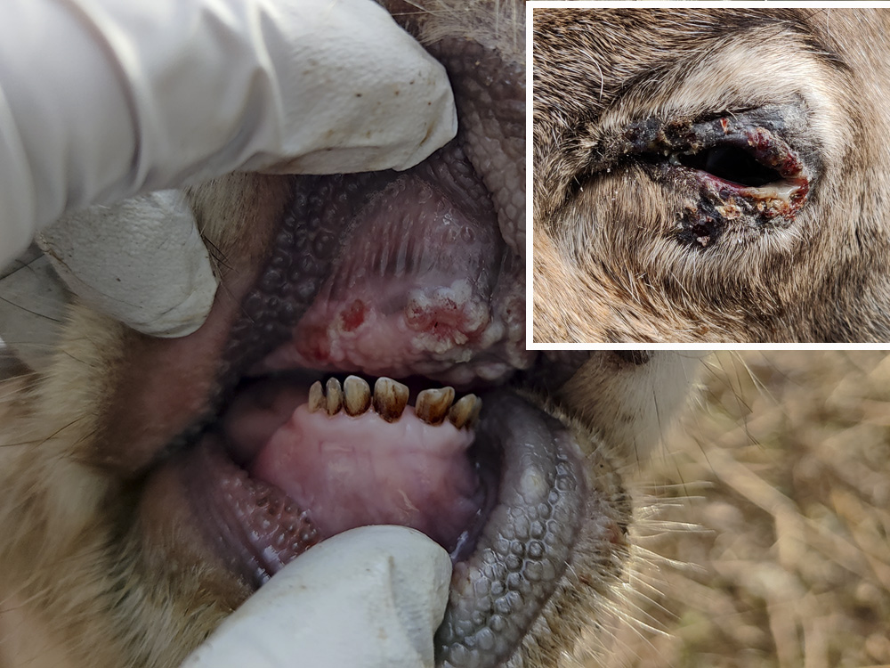 Renkalv med hudförändringar och krustor på mule, läppar, i munhåla och ögonlock.