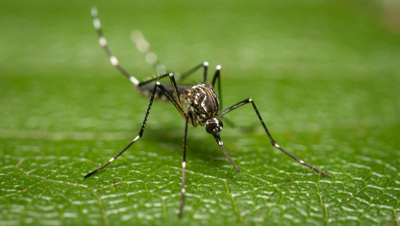 Gulafebernmygga, Aedis Aegypti