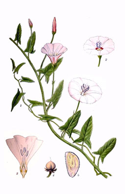 Illustration av åkervindans olika växtdelar.