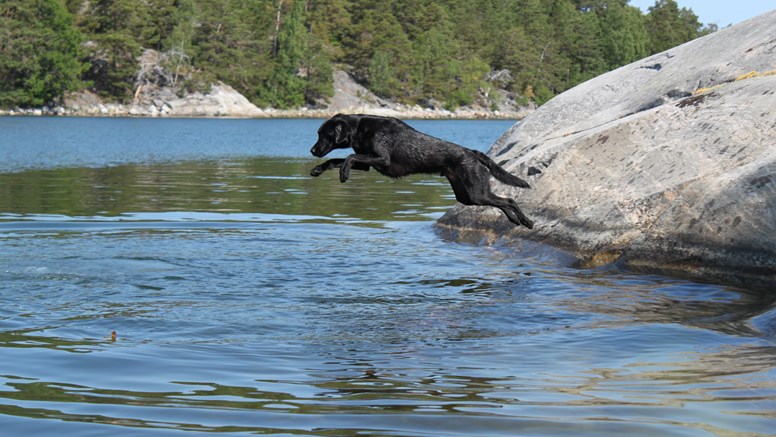 Hund som hoppar ut i vattnet
