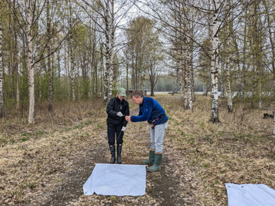 Två forskare samlar in fästingar med hjälp av vita lakan i naturen.