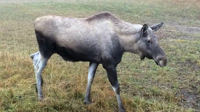 En älgko på ett fält.