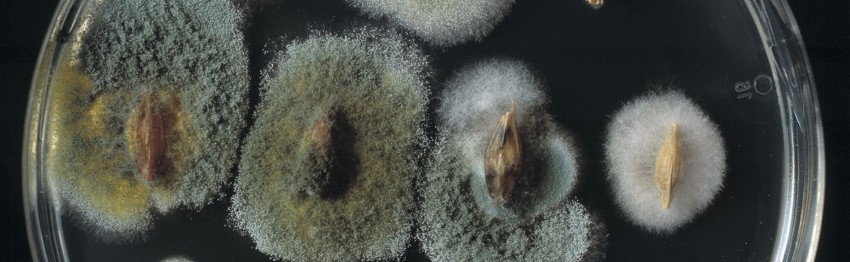 Aspergillus flavus