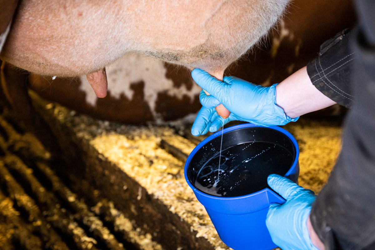 Donation har förbättrat kunskapen om juverinflammation hos mjölkkor - SVA