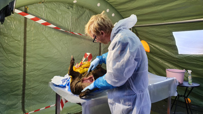 Skyddsklädd veterinär öppnar vildsvin i tält.