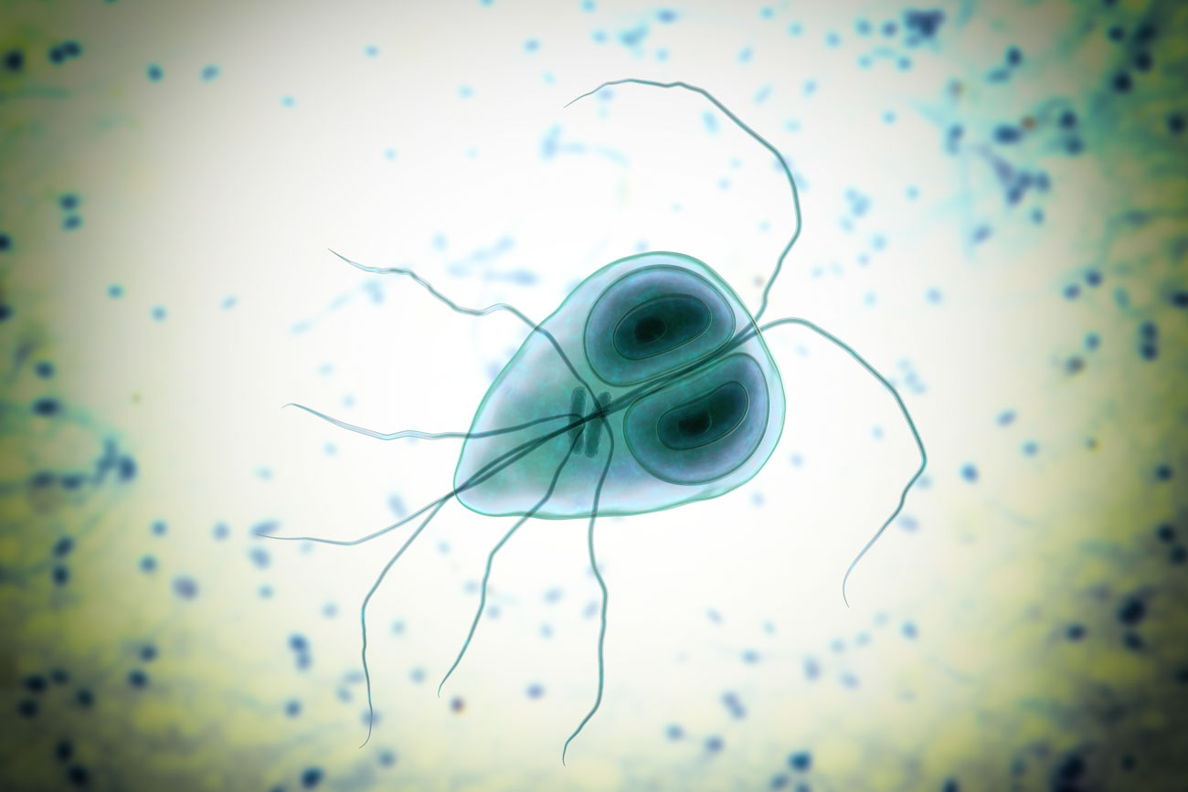 Illustration av parasiten Giardia. Som en stor kropp i form av ett plektrum, i varierande blå färger, med två stora mörka ögon och åtta tunna ben. Bakgrunden ljusgul med blå prickar. Starkt ljus lyser upp mitten av bilden.