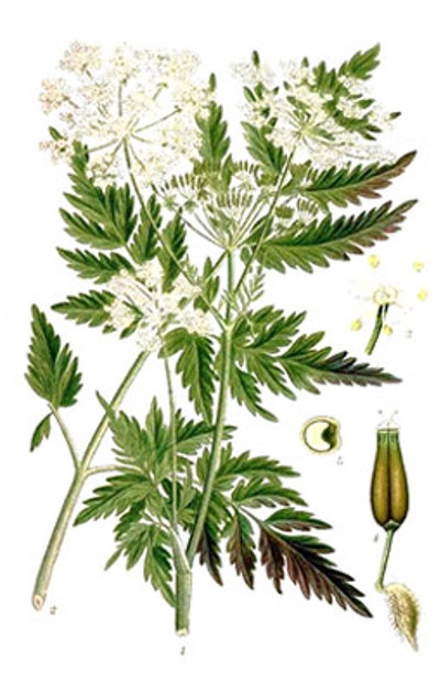 Illustration av hundlokans växtdelar.