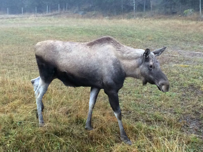 Älg på åkermark