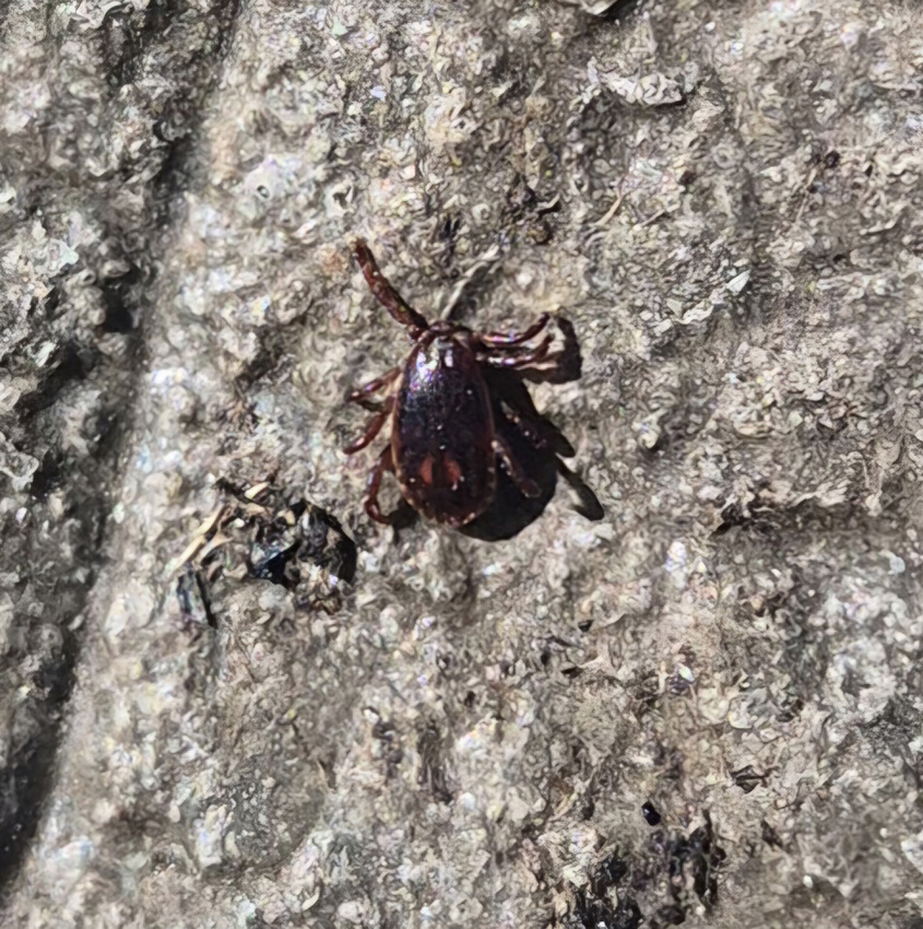 trubbnosfästing, haemaphysalis punctata.jpg