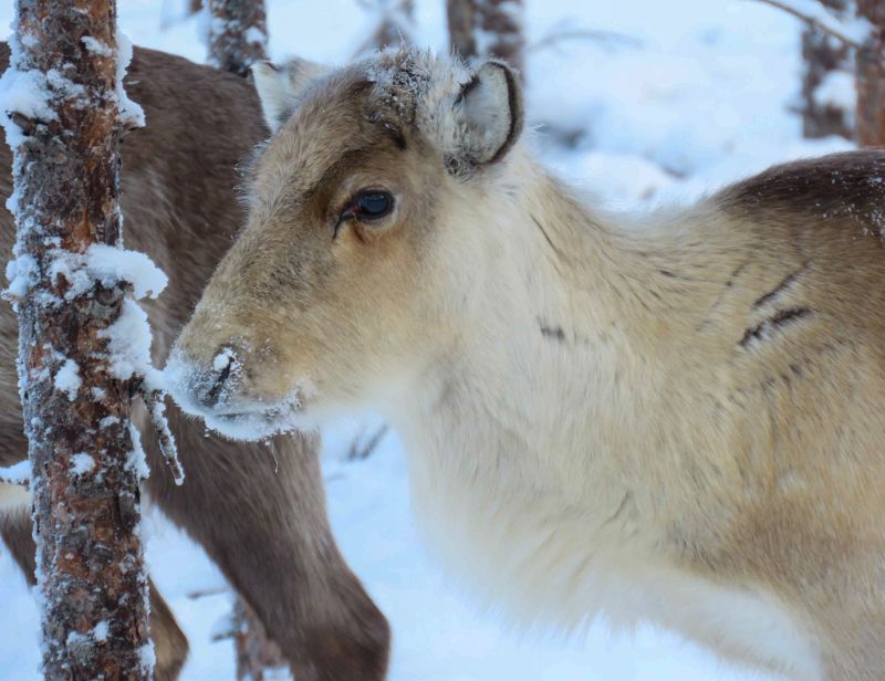 Lite tårflöde på ren