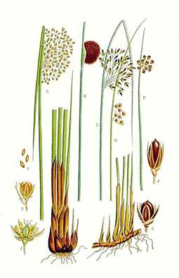 Illustration av olika växtdelar från tåg.