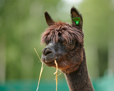 En alpacka tittar fokuserat på något med spetsade öron medan den äter halm.
