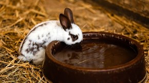 En kaninunge dricker ur en vattenskål