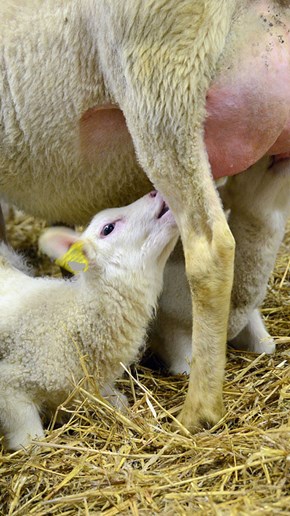 Råmjölken är mycket viktig för lammens hälsa
