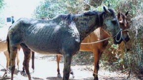 Avmagring är vanligt förekommande hos hästar med kronisk rotsinfektion