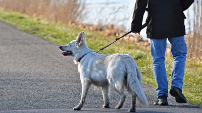 Person med svart jacka och blå jeans håller i en hund med vit päls, sett bakifrån.