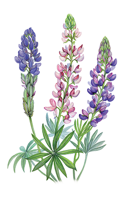 Illustration av lupins olika växtdelar.
