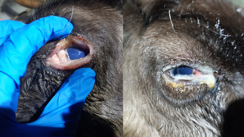 Collage av forton av två olika renögon med allvarlig infektion. Behandling krävs för att renarna inte ska mista ögonen.