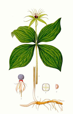 Illustration av ormbärs olika växtdelar.