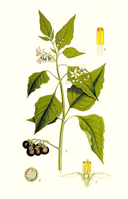 Illustration av nattskattas olika växtdelar.