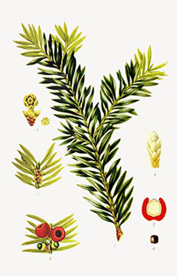 Illustration av idegrans olika växtdelar.