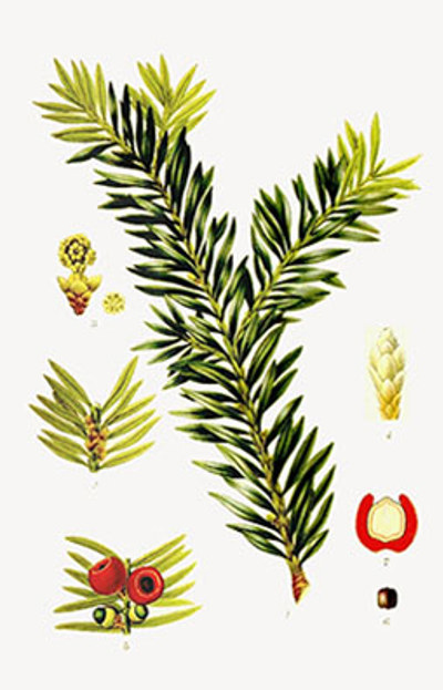 Illustration av idegrans olika växtdelar.